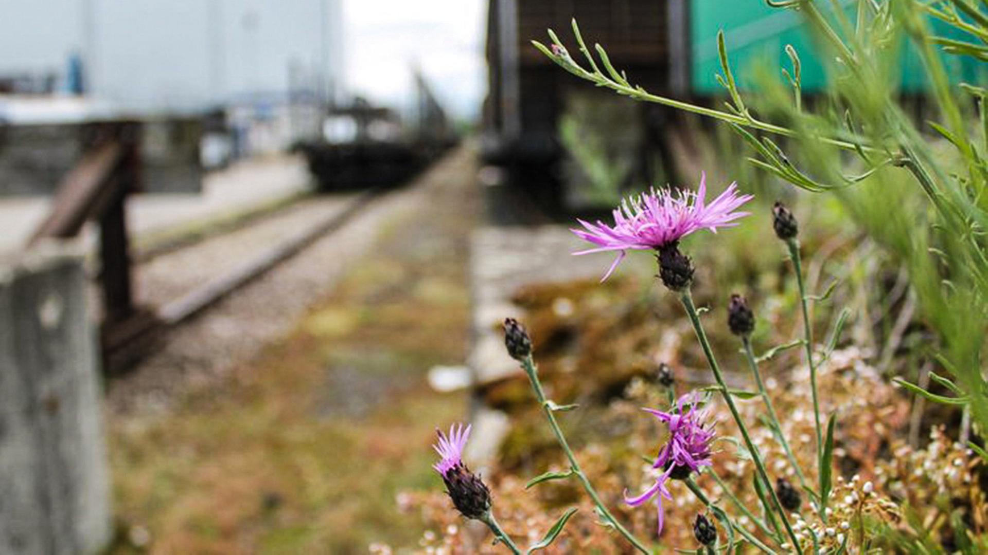 Kleine Gewächse an alten Bahngleisen