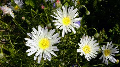blühende blumen auf einer wiese