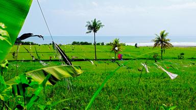 Reisfeld auf Lombok