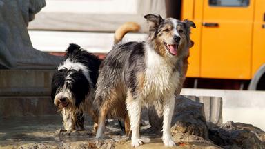 Zwei Hunde