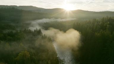 Luftansicht eines Flusses im Wald.