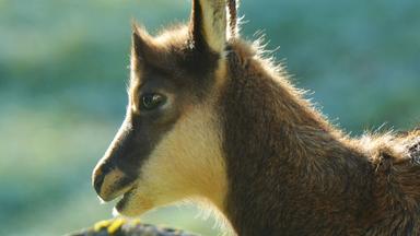 Nahaufnahme einer Gams.