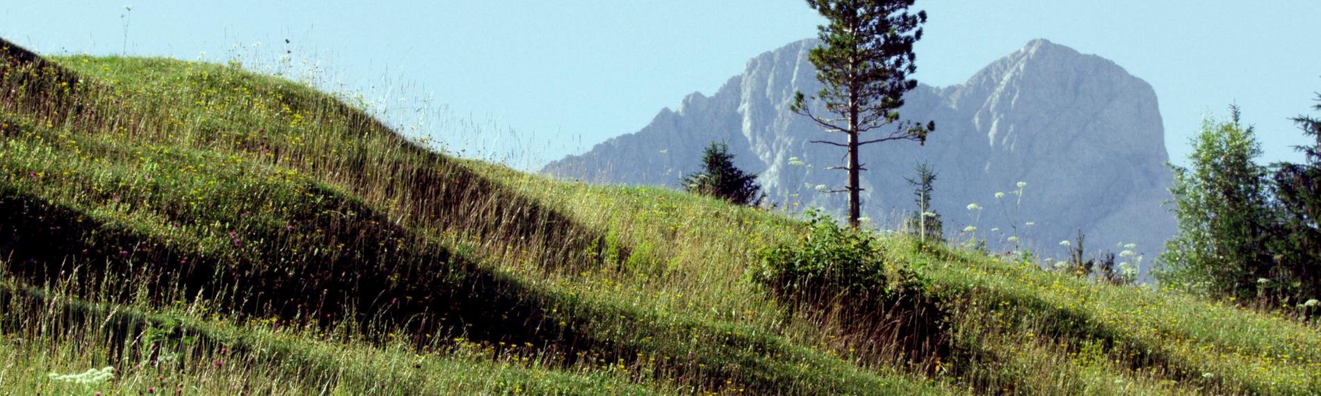 Eine grüne Buckelwiese, dahinter massive Berge. 