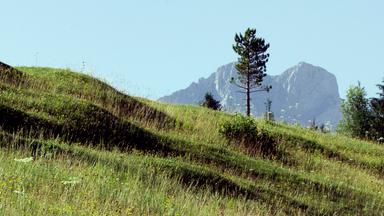 Eine grüne Buckelwiese, dahinter massive Berge. 