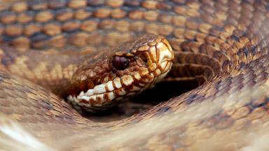 Eine in sich verschlungene Schlange beobachtet etwas.  