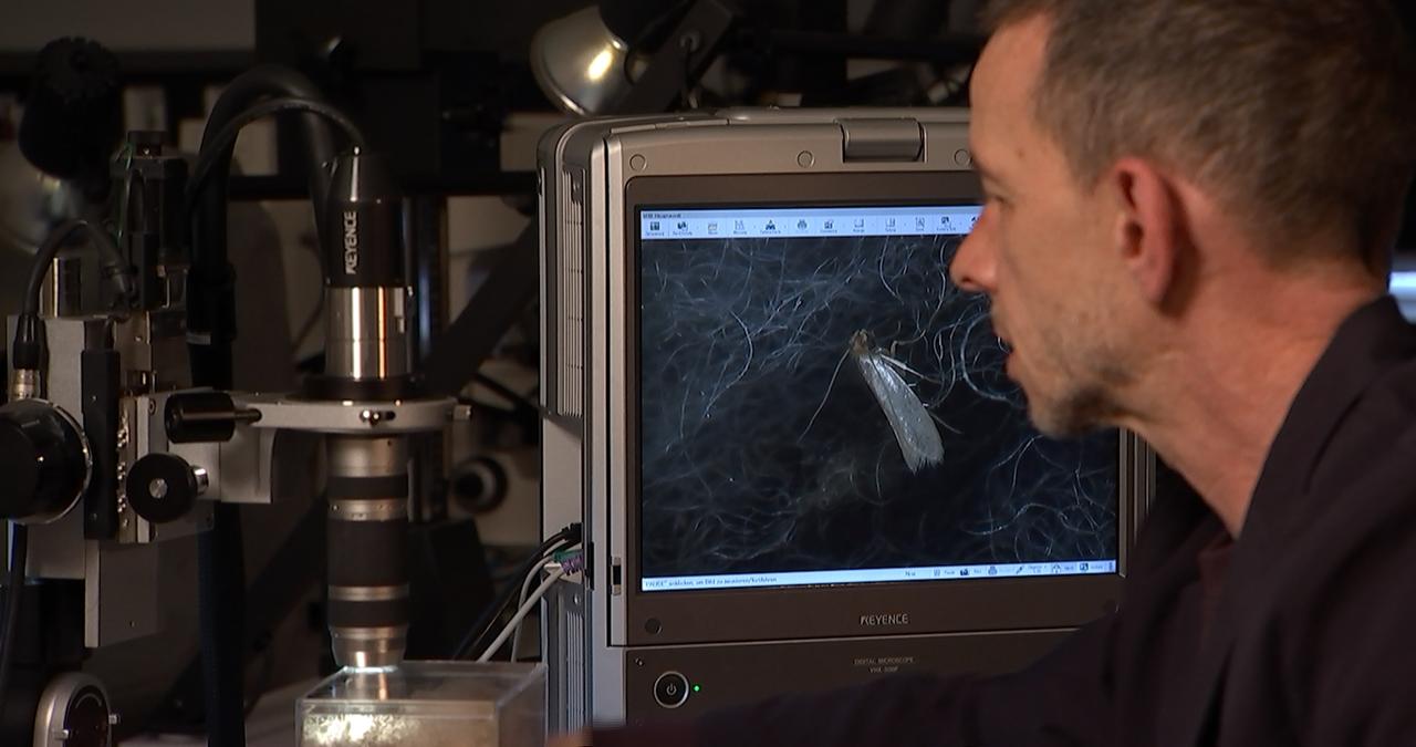 Kleidermotten sind häufig vorkommende Schädlinge im Depot und werden hier im Rathgen-Forschungslabor in Berlin festgestellt