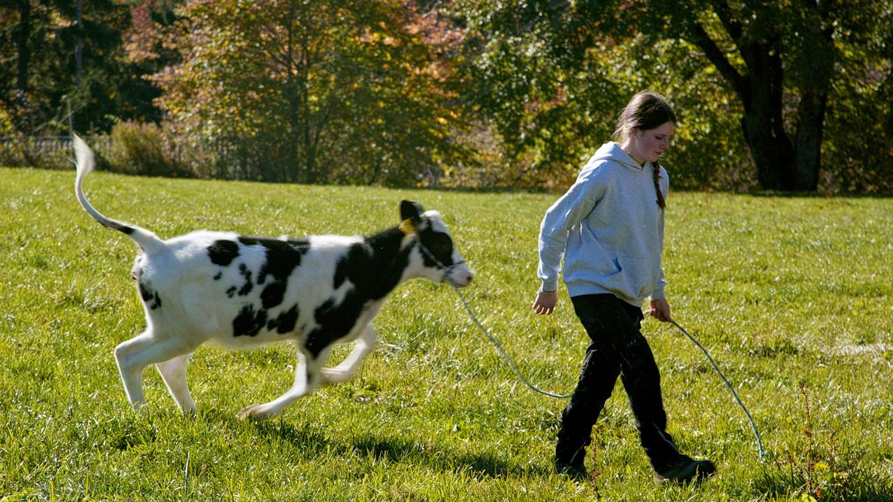 Das Bild zeigt ein Kind, das ein Kalb an einer Leine führt. Die Umgebung ist eine grüne Wiese, die von Bäumen umgeben ist. Es ist ein sonniger Tag und die Farben des Bildes sind kräftig, mit grünem Gras im Vordergrund und Laubbäumen im Hintergrund, die teilweise herbstliche Blätter haben. Das Kind trägt einen grauen Kapuzenpullover und schwarze Hosen. Das Kalb ist schwarz-weiß gefleckt und scheint energetisch zu sein, während es dem Kind folgt. Die Szene vermittelt eine ländliche Atmosphäre und zeigt den Alltag in der Natur.