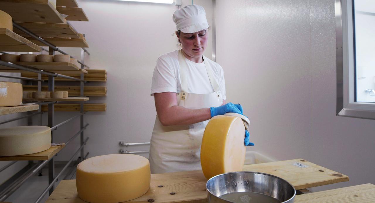 Eine weiss gekleidetet Frau reibt einen großen runden gelben Käse ab