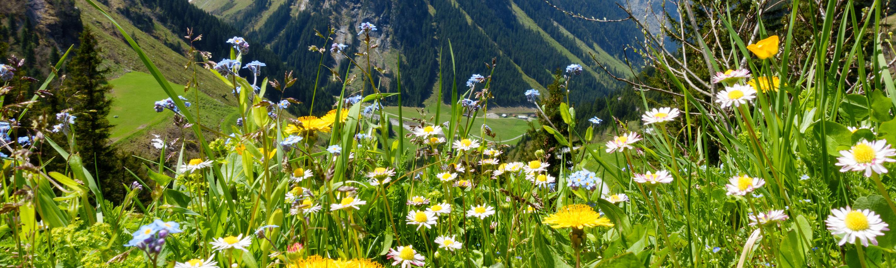 Bergbäuerinnen in Südtirol Hintergrund