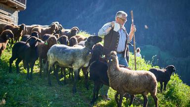 Ein älterer Mann mit Bart und Brille, gekleidet in traditioneller Bergbauernkleidung, umgeben von einer Herde Schafe auf einer Almwiese.