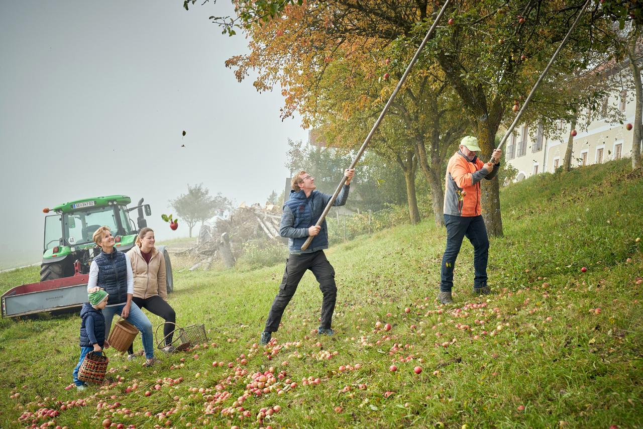 Drei Erwachsene und ein Kind auf einer Wiese, die mit einem langen Stiel Äpfel von einem Baum schütteln, während im Hintergrund ein Traktor und ein Bauernhaus zu sehen sind.