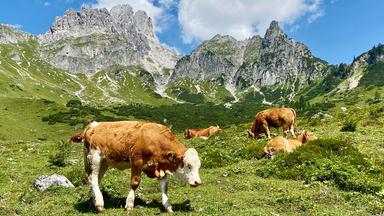 Bischofsmütze, Aualm