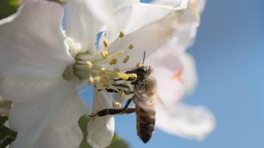 Biene an Apfelblüte