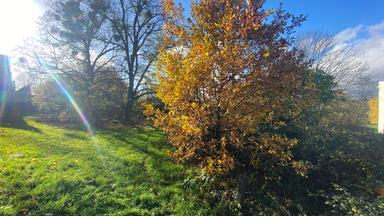 Beuys-Eiche in Wiesbaden