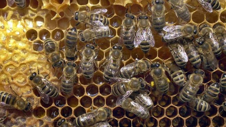  Bienen auf einer Wabe