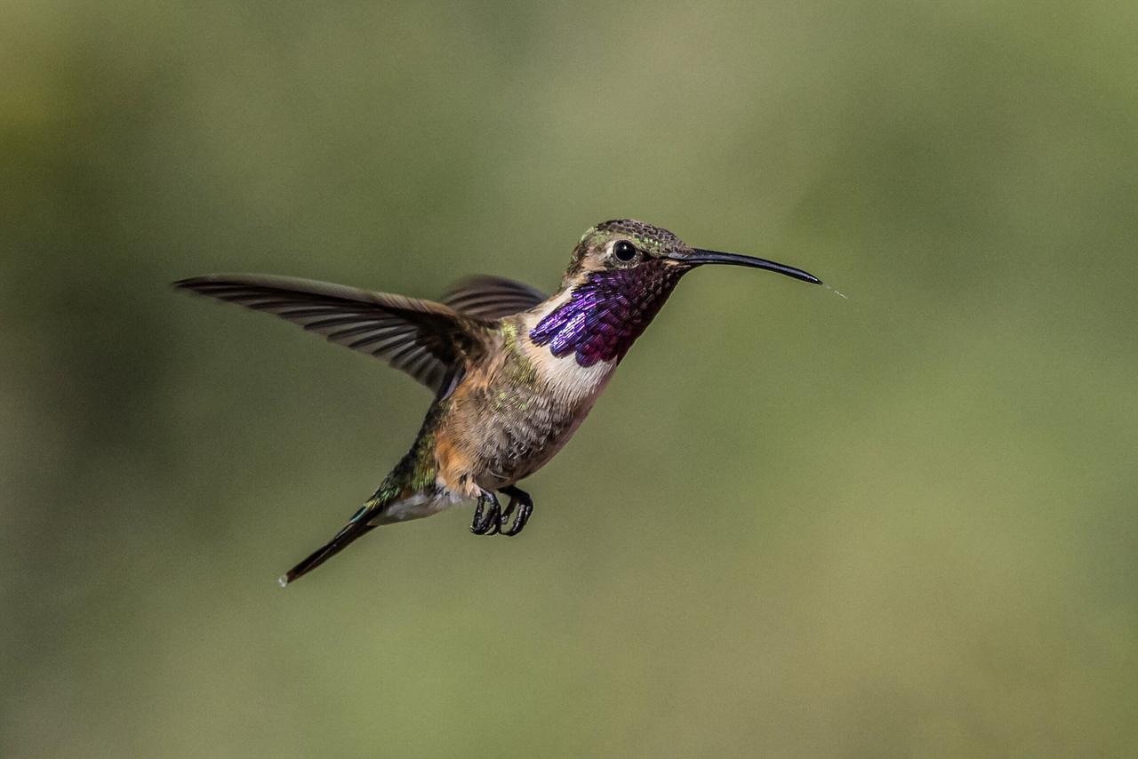 Kleiner bunter Vogel mit langem Schnabel im Schwirrflug