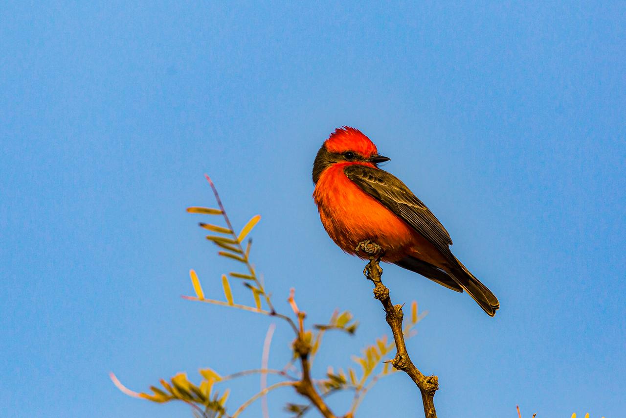 Rot leuchtender Vogel auf einer Baumspitze