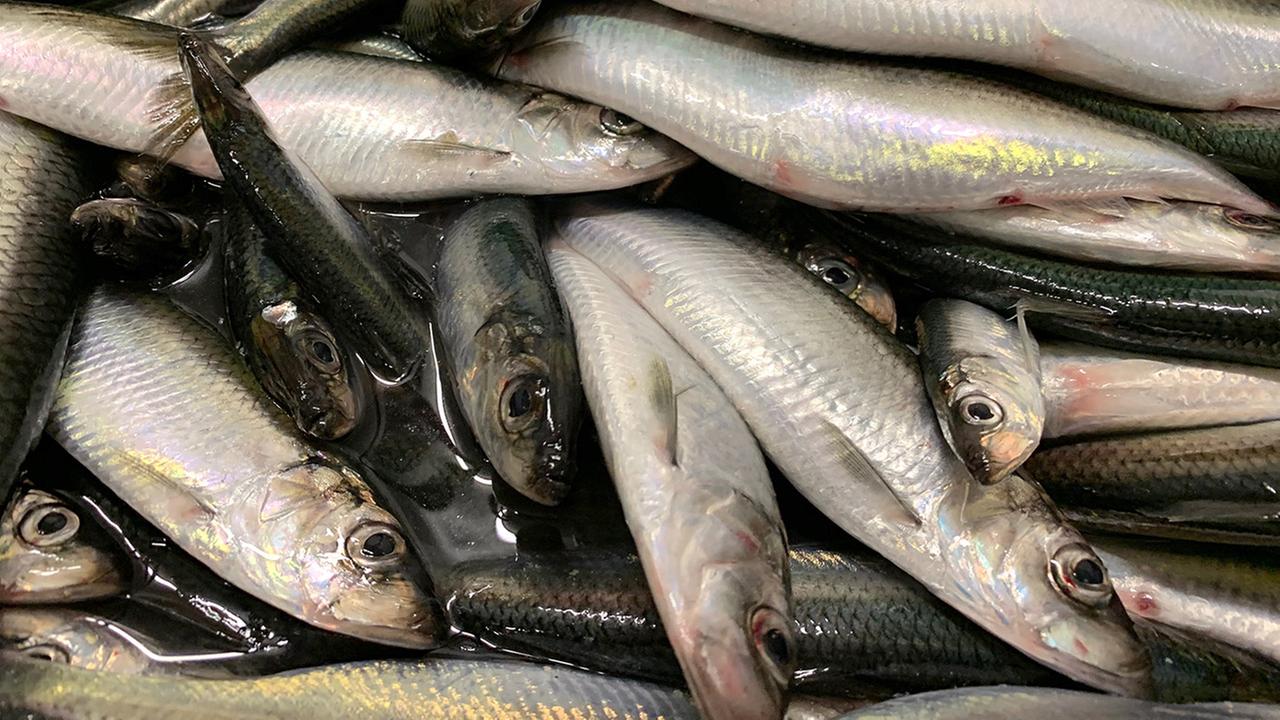 ein Haufen gefangener Heringe