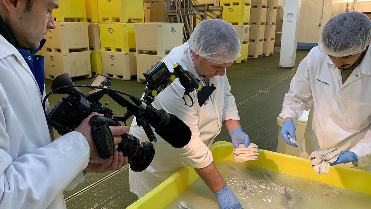 zwei Mitarbeiter werden beim Einlegen von Heringsfilets gefilmt