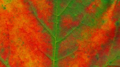 Blattadern Ahornblatt