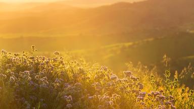 Sonnenlicht fällt auf eine blühende Wiese eines Biotops in der Natur