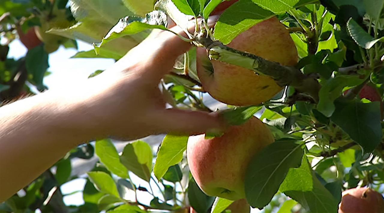 Eine Hand greift nach einem Apfel an einem Baum voller grüner Blätter. Die Äpfel sind rot und rund, die Szene zeigt den Ernteprozess. Heller Himmel ist im Hintergrund zu sehen.