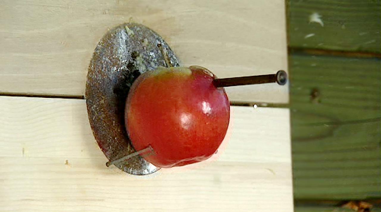 Ein roter Apfel ist auf eine Holzplatte gesteckt, an die Schrauben sichtbar befestigt sind. Der Hintergrund ist unscharf, die Holzoberfläche ist glatt und hell.
