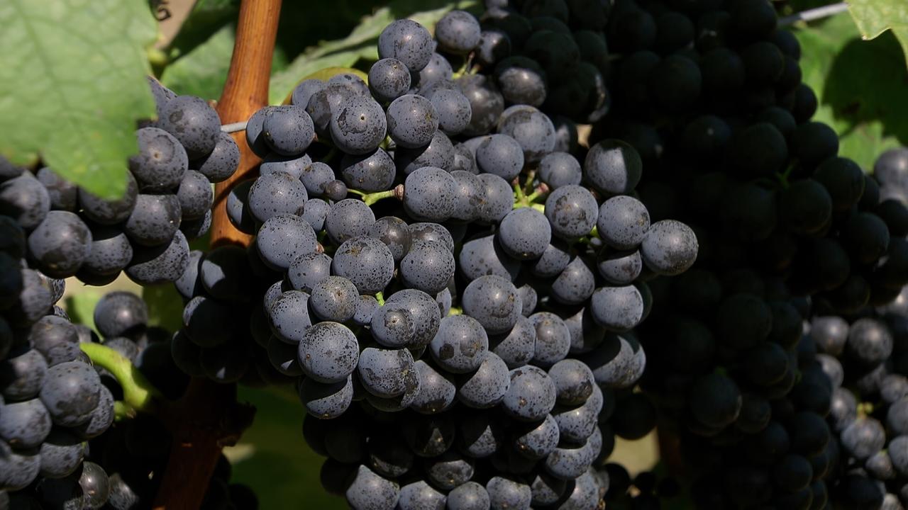 Das Bild zeigt einen detailreichen Ausschnitt von Trauben, die an einem Weinstock wachsen. Die Trauben haben eine tiefdunkle, fast schwarze Farbe mit einer leichten Bläsenstruktur auf der Oberfläche. Sie sind eng zusammengepackt und bilden eine große, kompakte Traube. Im Hintergrund sind einige grüne Blätter des Weinstocks sichtbar, die zur Frische und dem natürlichen Umfeld der Trauben beitragen. Das Bild vermittelt den Eindruck von reifen, gesunden Trauben, die zu der Rebsorte Blaufränkisch gehören, die im Burgenland in Österreich angebaut wird.