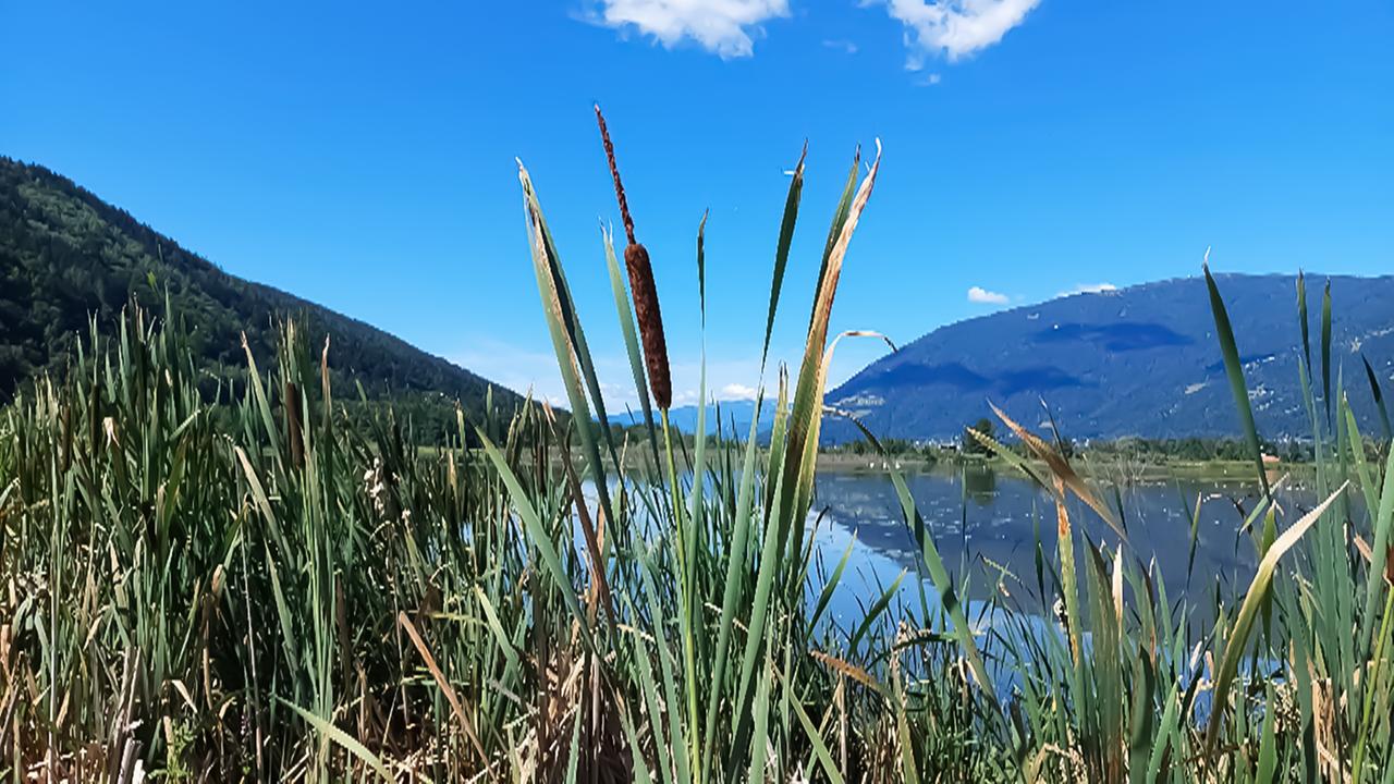 Das Bleistätter Moor