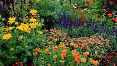 Blühendes Blumenbeet im Sommer
