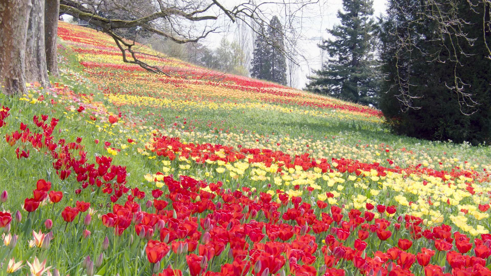 Tulpenblüte auf der Blumeninsel Mainau im Frühjahr.