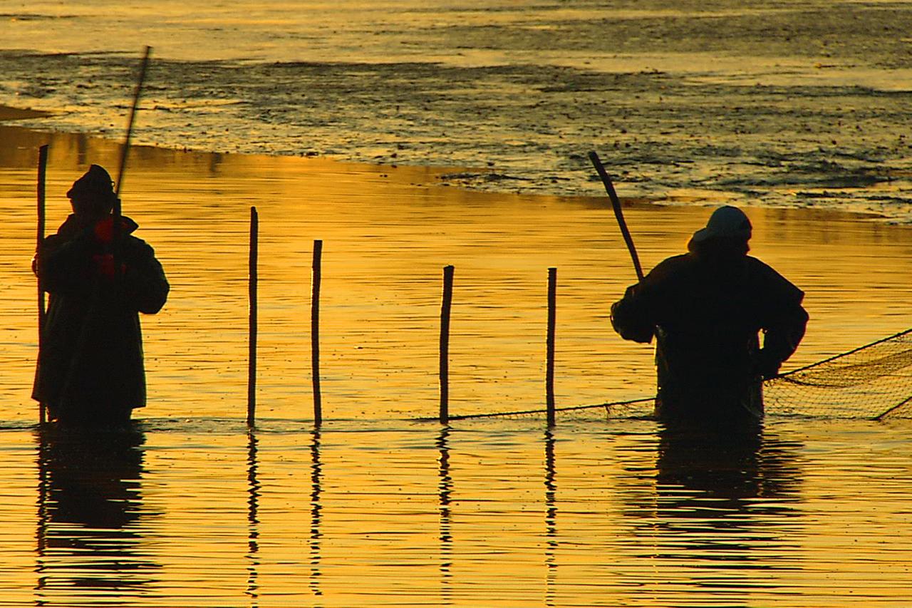 Teiche ausfischen im Herbst