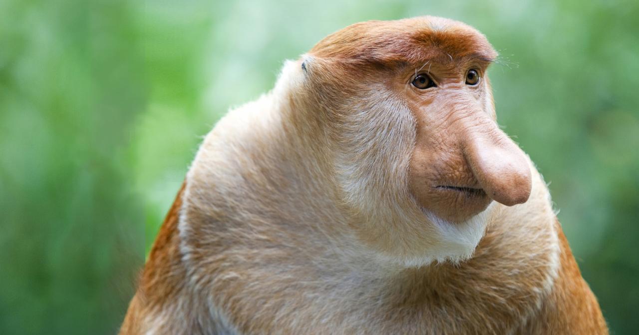 Nasenaffe (Nasalis larvatus). 