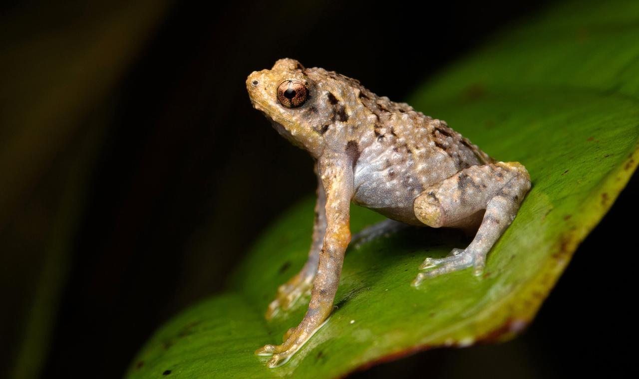 Tree-hole frog (Metaphrynella sundana). 