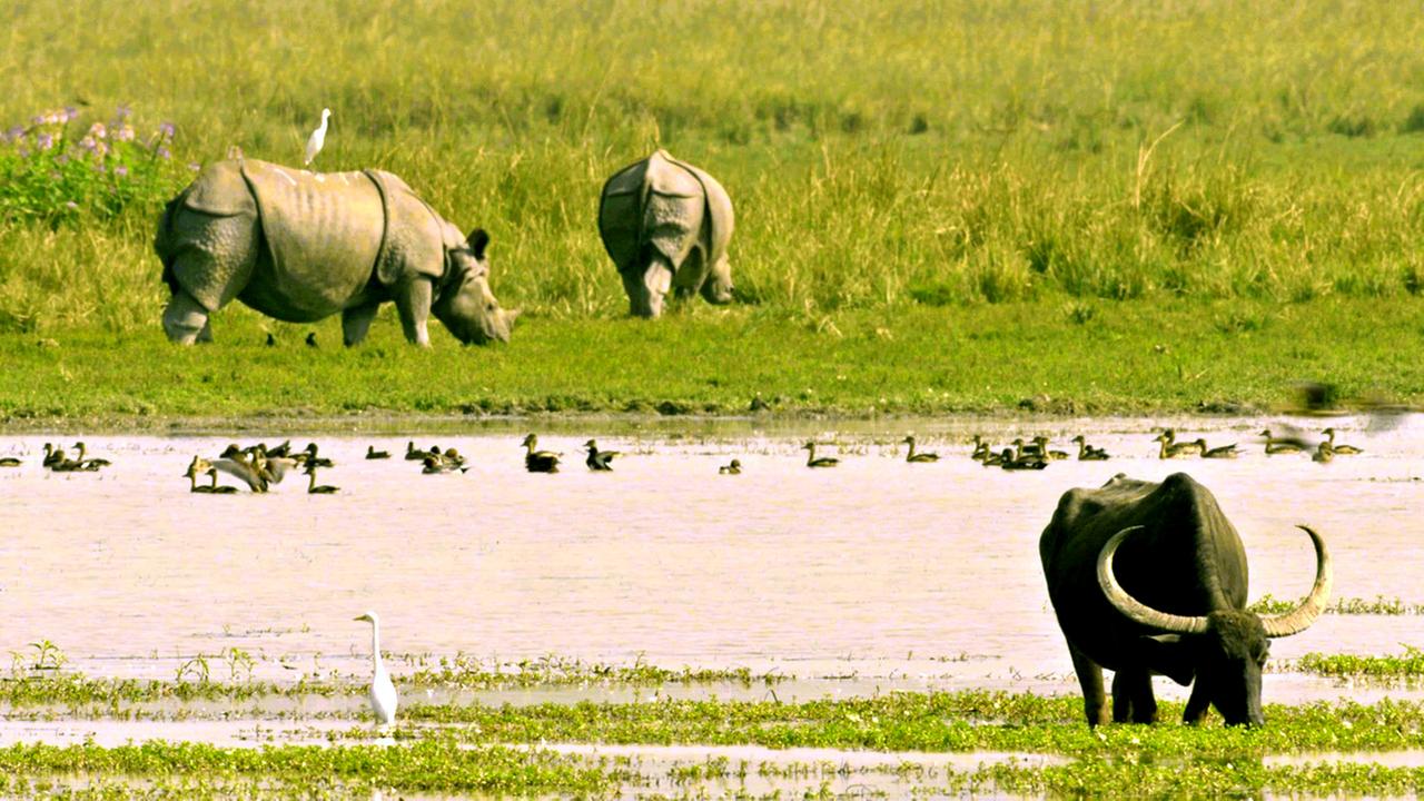 Flusslandschaft mit Tieren