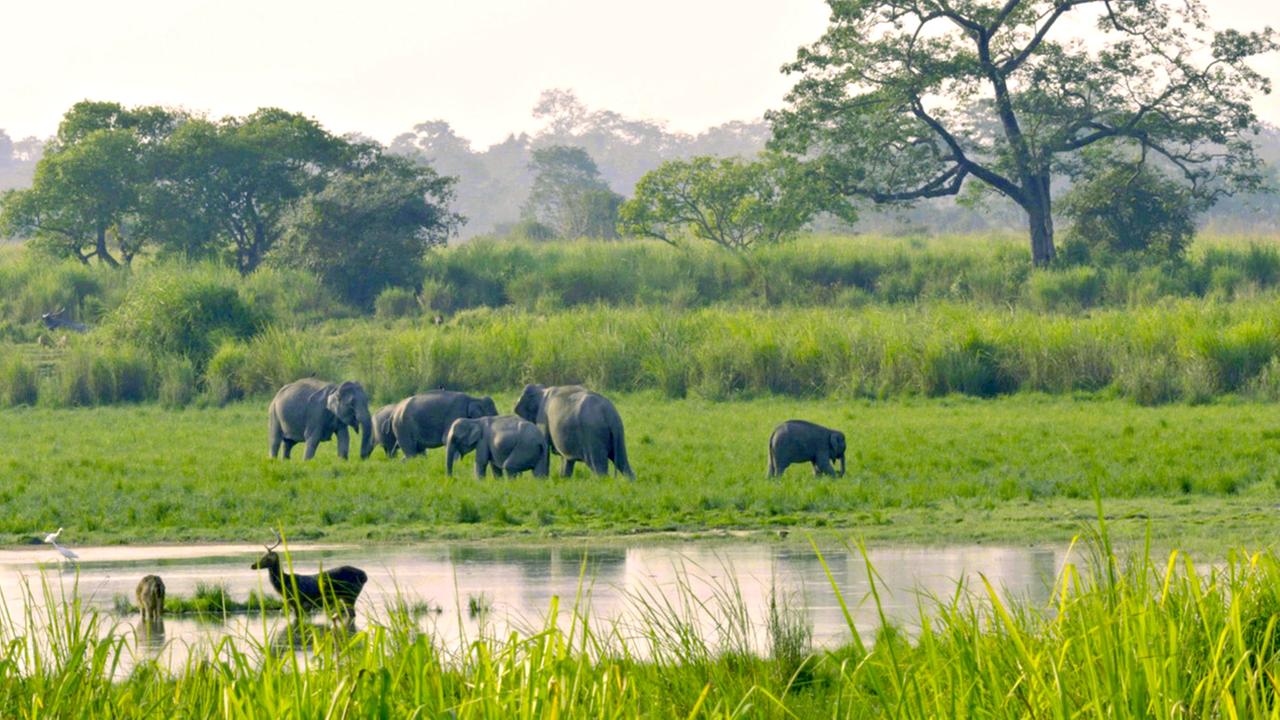 Elefanten und Rehe am Wasser.