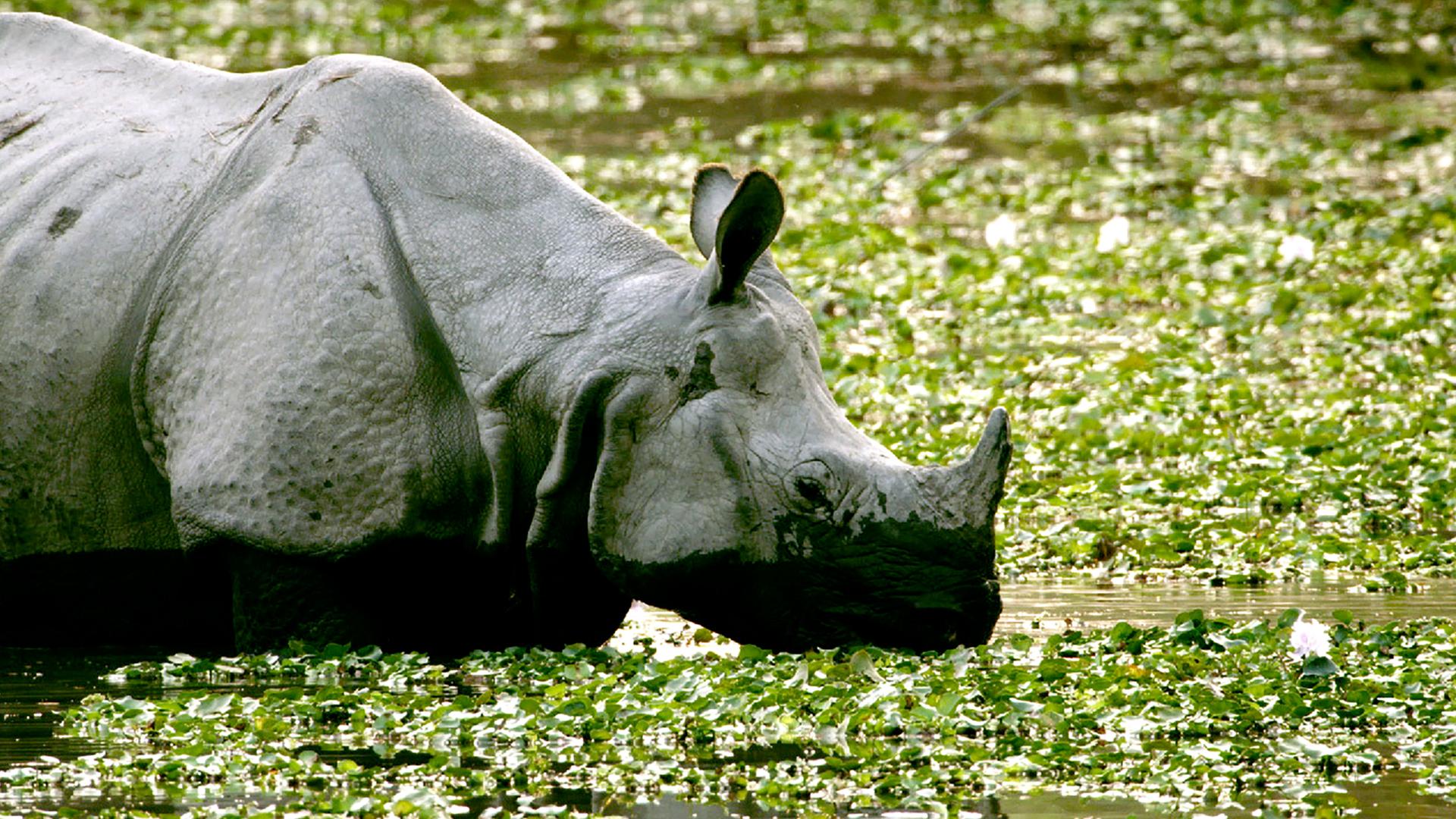 Nashorn im Wasser