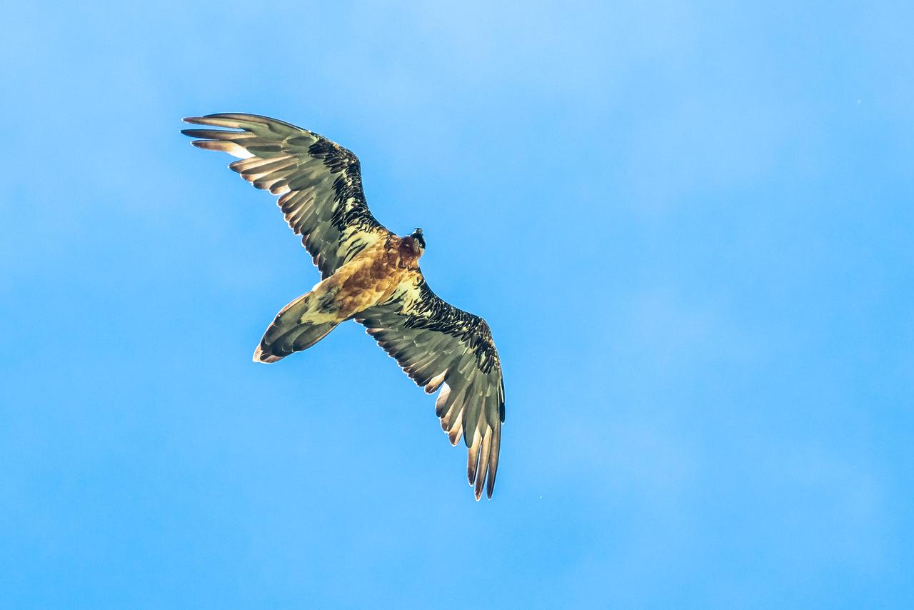 Raubvogel im Flug von unten gesehen.