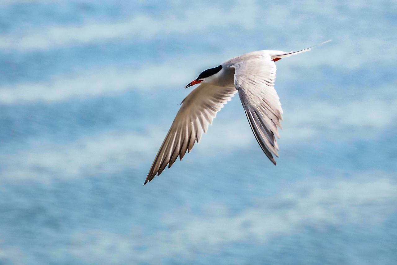 Vogel im Anflug, seitlich gesehen