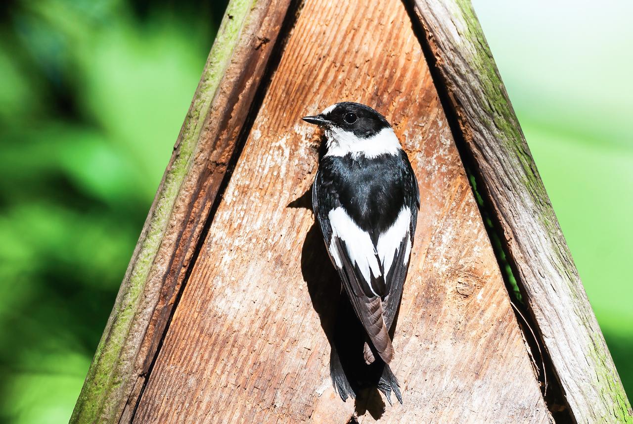 Vogel heftet sich an ein Wegekreuz