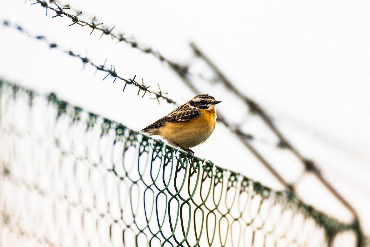 Vogel auf Zaun sitzend