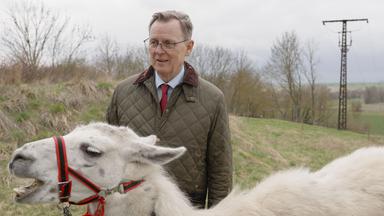 Älterer Mann, der hinter einem Lama steht.