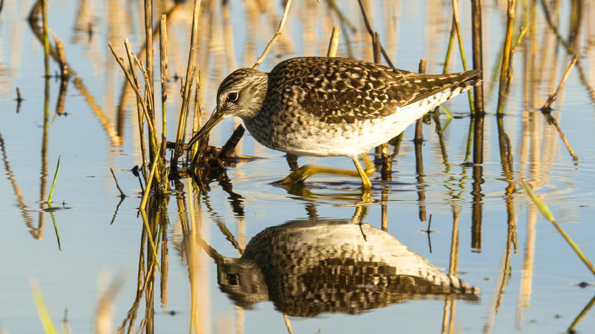 Ein Vogel sitzt zwischen Schilf und spiegelt sich in der Wasseroberfläche