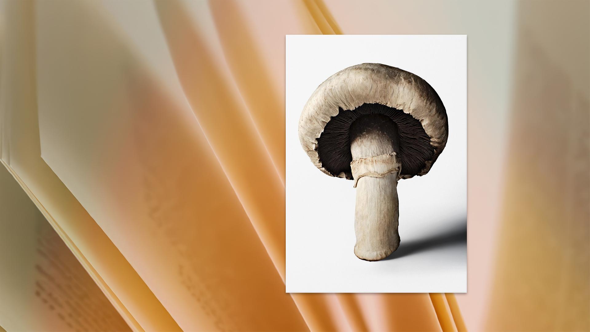 Ein Buchcover auf dem ein Champignon in Großaufnahme zu sehen ist.