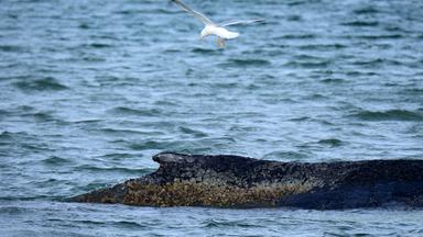 Timmendorfer Strand: Ein gestrandeter Wal liegt in der Ostsee