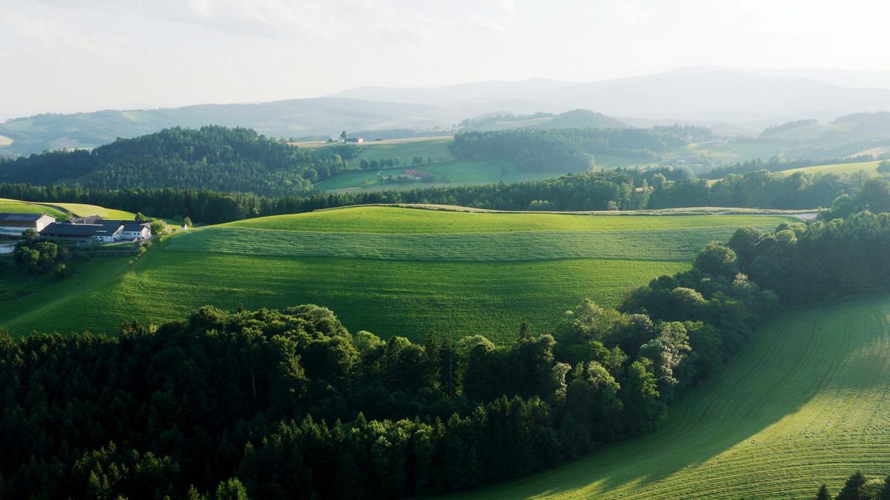 Grüne Hügel und Täler im Gegenlicht