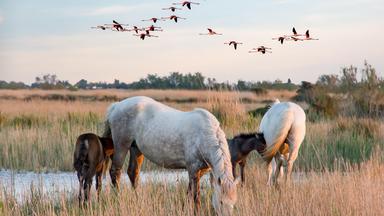 Zwei Pferde mit ihren Fohlen in der Camargue. Über ihnen fliegen Flamingos.