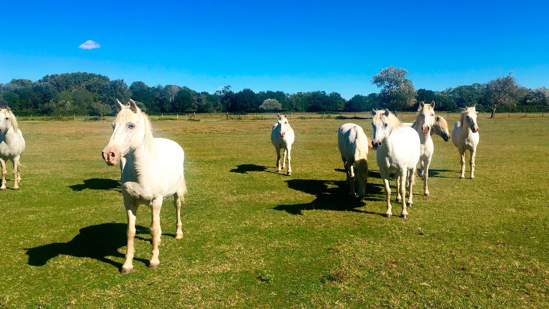 Weiße Pferde auf einer Wiese.