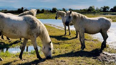Mehrere weiße Wildpferde stehen und grasen auf einer feuchten Wiese am Rand eines flachen Gewässers unter bewölktem Himmel.