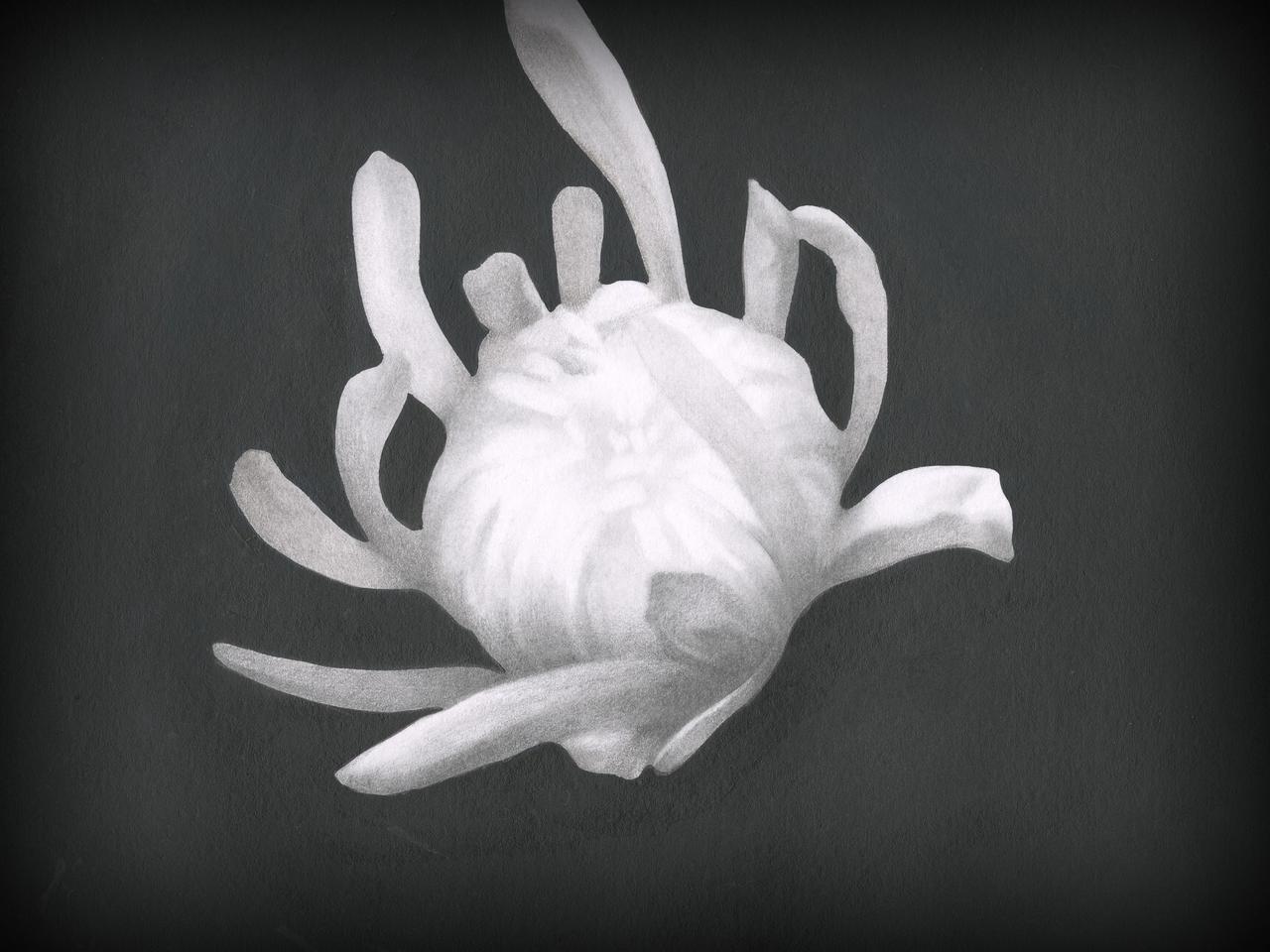 Zeichnung einer stilisierten Blumenblüte.